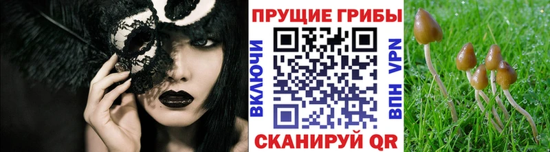 Галлюциногенные грибы Psilocybe  где купить   Жирновск 